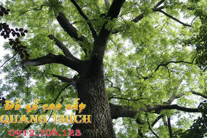 Cây gỗ mun sừng quý hiếm, nguồn gốc của những chiếc vòng tay phong thủy