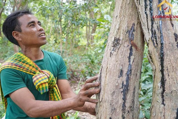 Cây gỗ trắc thân lớn, vỏ nhẵn màu nâu xám, đứng vững giữa thiên nhiên