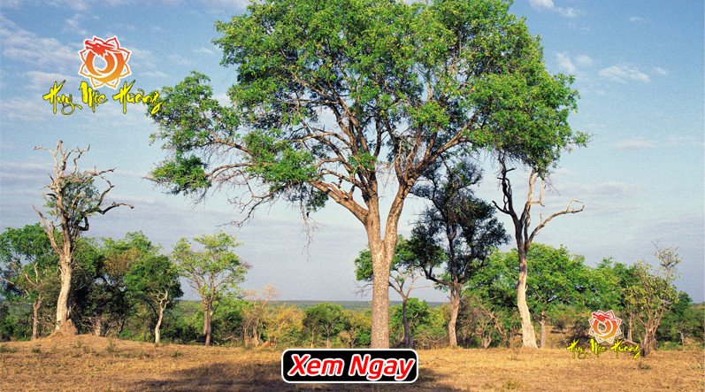 Đặc điểm và cách nhận biết cây gỗ mun