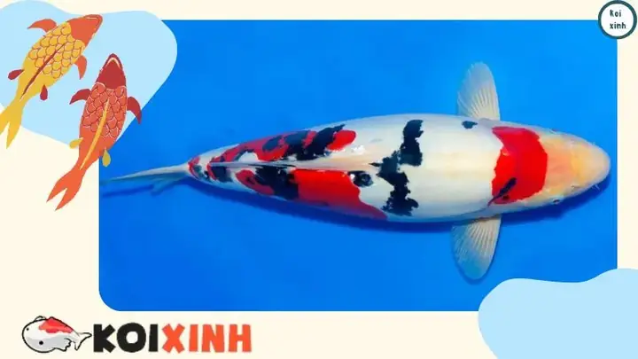 Bài Viết Liên Quan Bài Viết Liên Quan