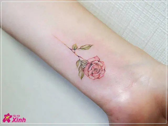 Hình Ảnh Cho Hình Xăm Bông Hoa Hồng Mini: Hình Ảnh Cho Hình Xăm Bông Hoa Hồng Mini: