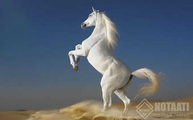 Ý Nghĩa Hình Xăm Ngựa Ý Nghĩa Hình Xăm Ngựa
