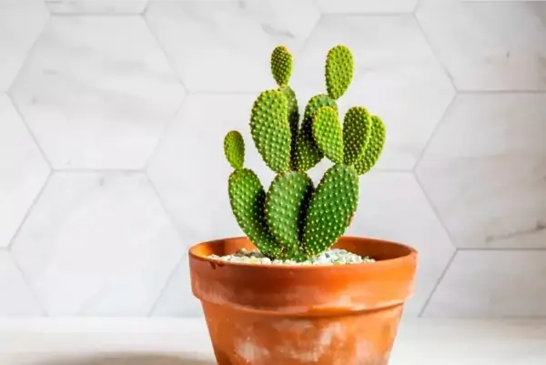 Ý Nghĩa Cây Xương Rồng Trong Các Khía Cạnh Cuộc Sống