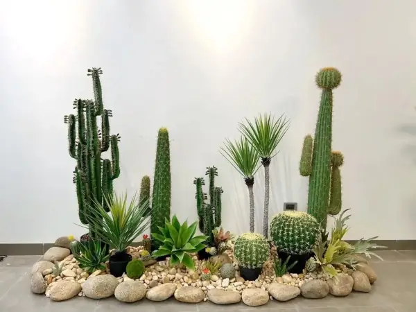 Ý Nghĩa Cây Xương Rồng Trong Phong Thủy