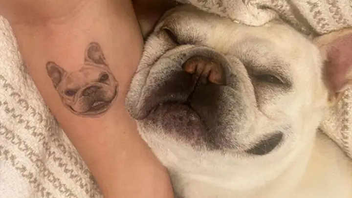Ý Nghĩa Của Hình Xăm Con Chó