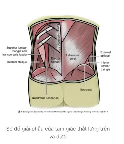 Tam Giác Petit: Khám Phá Đặc Điểm Và Ứng Dụng Trong Lý Thuyết Đồ Thị