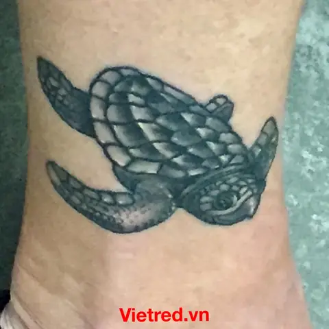 Thiết Kế Rùa Hoạt Hình