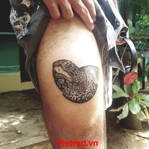 Thiết Kế Rùa Hoạt Hình