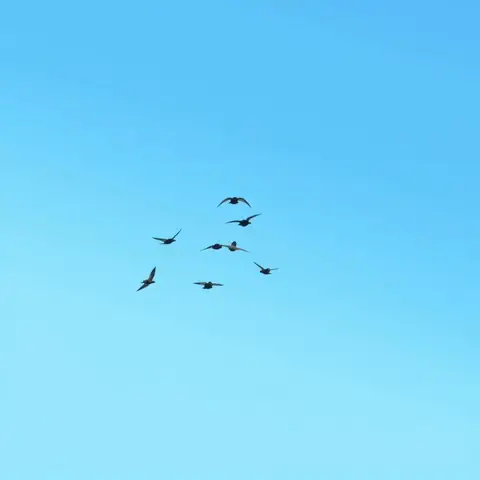 Ý Nghĩa Sâu Sắc Ẩn Sau Hình Xăm Đàn Én Ý Nghĩa Sâu Sắc Ẩn Sau Hình Xăm Đàn Én