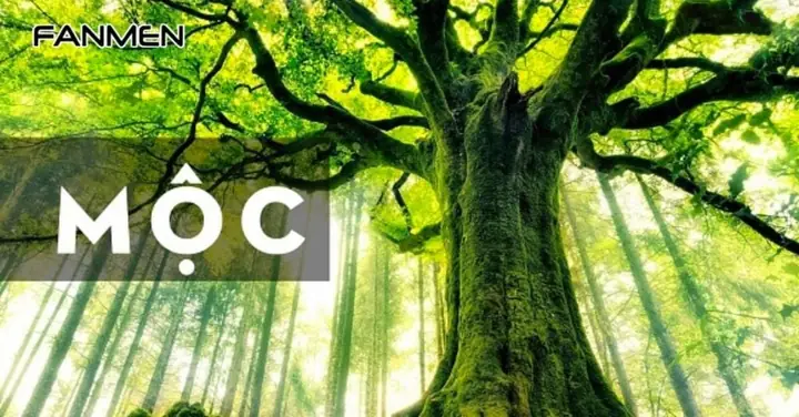 Đặc Trưng Tính Cách Của Những Người Mệnh Mộc