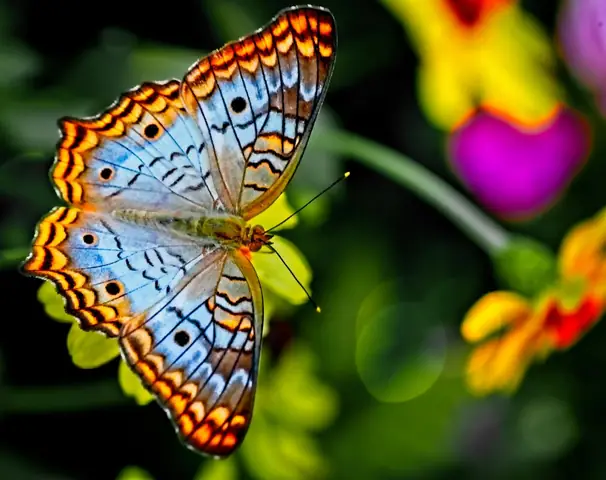 Ý Nghĩa Của Hình Xăm Con Bướm Tượng Trưng Cho Tự Do Ý Nghĩa Của Hình Xăm Con Bướm Tượng Trưng Cho Tự Do