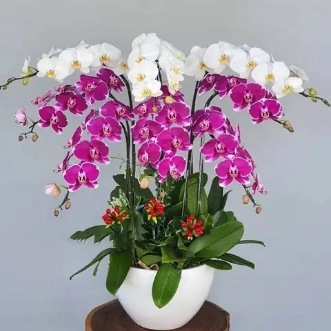 Ý Nghĩa Hình Xăm Hồ Điệp: Biểu Tượng Của Sắc Đẹp, Sự Tái Sinh Và Tình Yêu Vĩnh Cửu