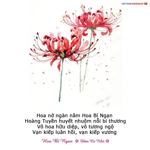 Hình Ảnh Cho Ý Nghĩa Hình Xăm Hoa Bỉ Ngạn Đỏ: Hình Ảnh Cho Ý Nghĩa Hình Xăm Hoa Bỉ Ngạn Đỏ: