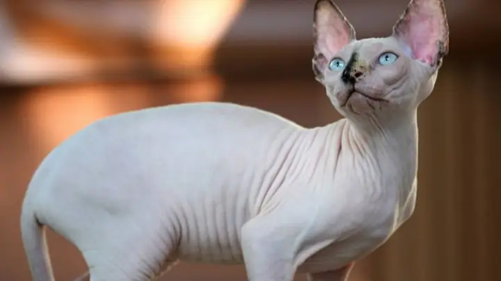 Đặc Điểm Ngoại Hình Mèo Ai Cập (mèo Sphynx)