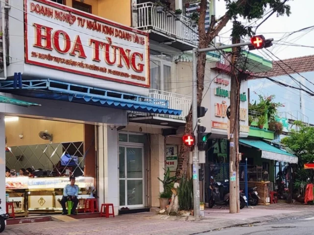 Cây Vàng Hoa Tùng với tán lá màu vàng rực rỡ
